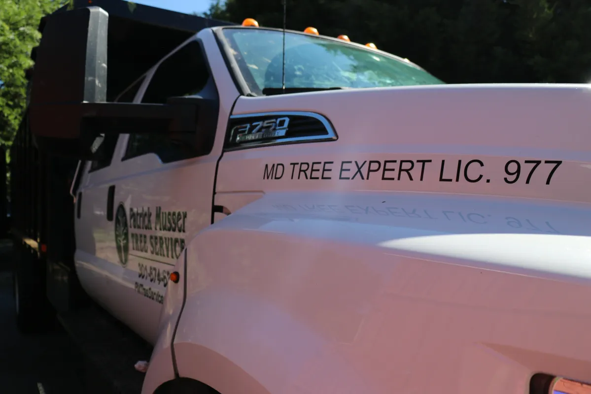 Tree Service Job