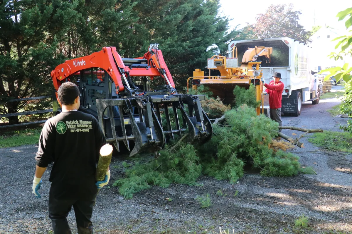 Truck for tree removal