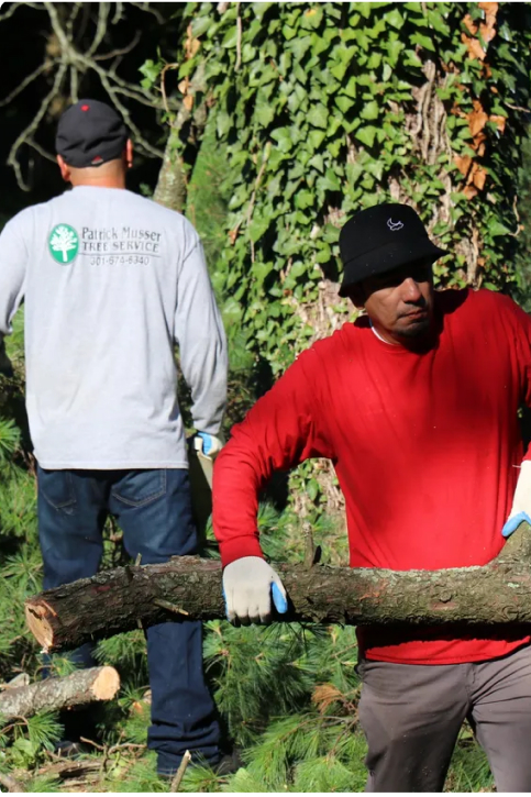 Patrick Musser Tree Service