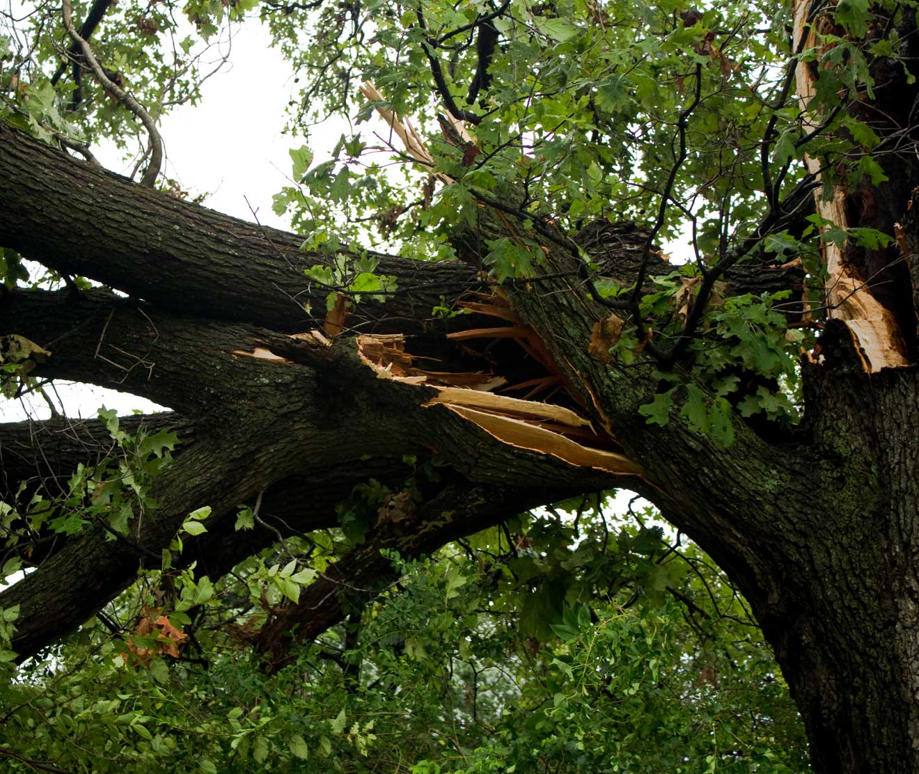 large and dangerous tree with broken branches