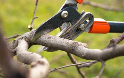 When is the Best Time to Prune and Trim My Trees?