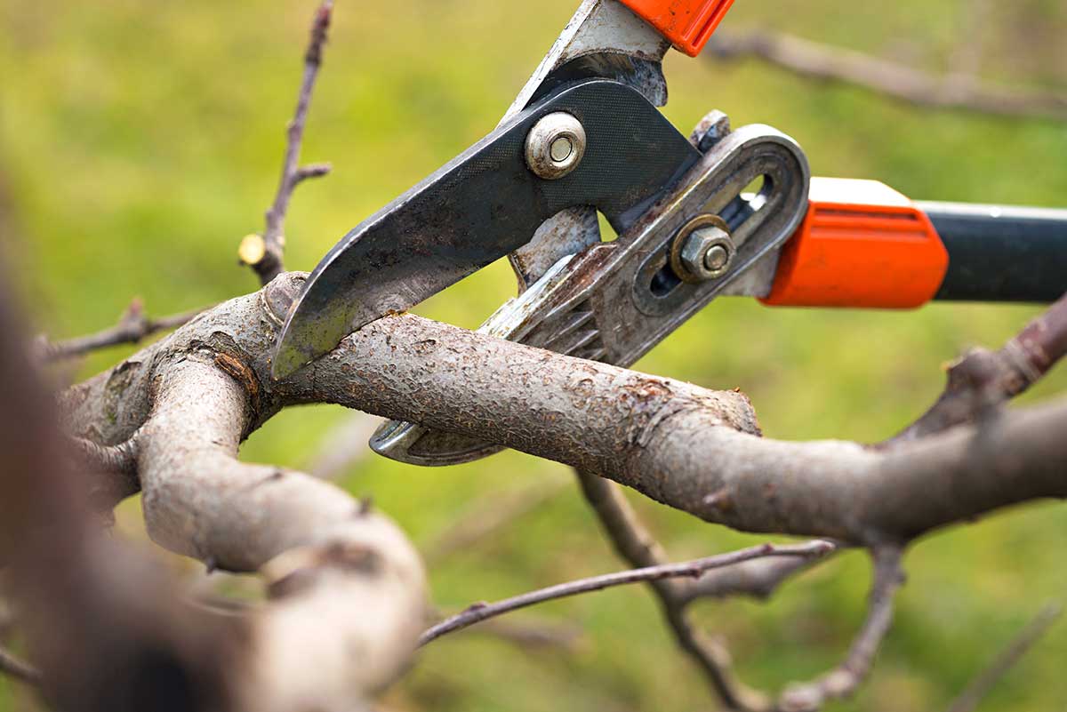 Tree Pruning by hand