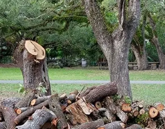 tree and stump removal