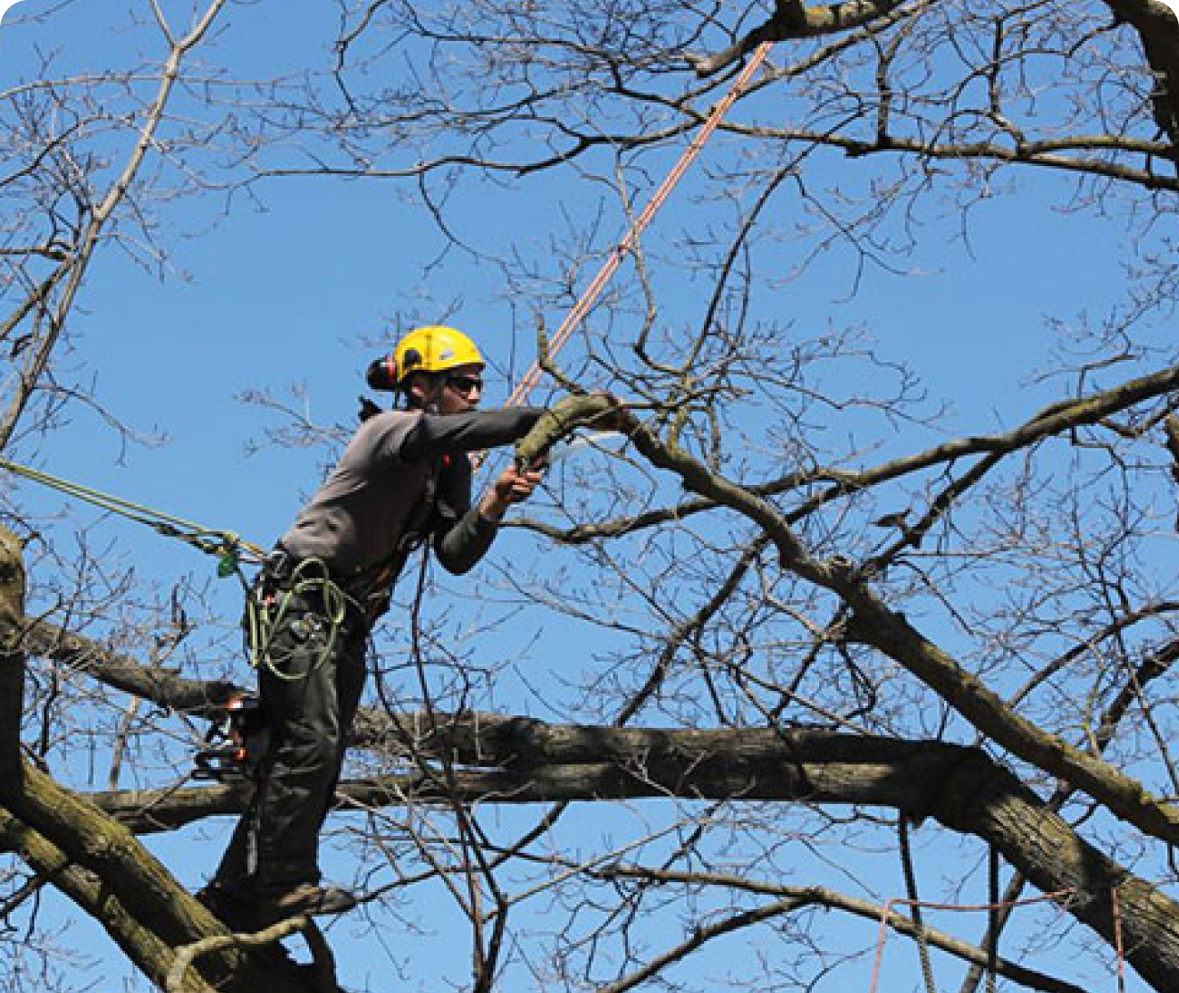 tree climber pruning large tree