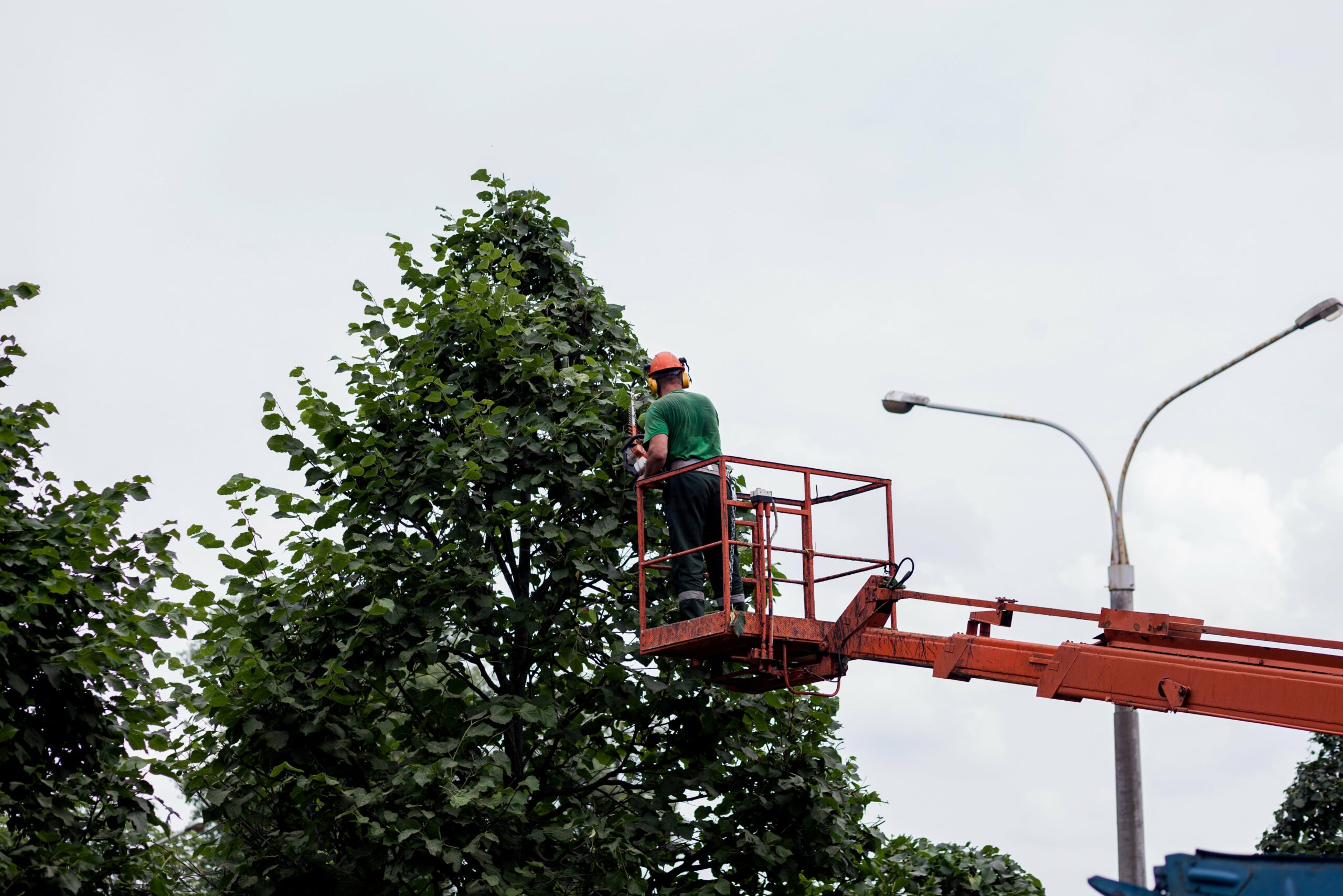 tree pruning