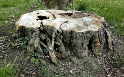4 Ways to Remove a Tree Stump