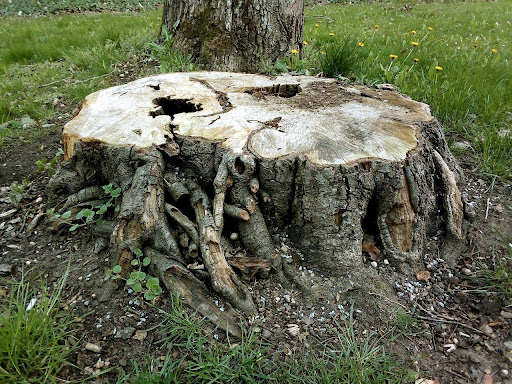 4 Ways to Remove a Tree Stump