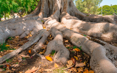 How to Fix Exposed Tree Roots – A Brief Guide