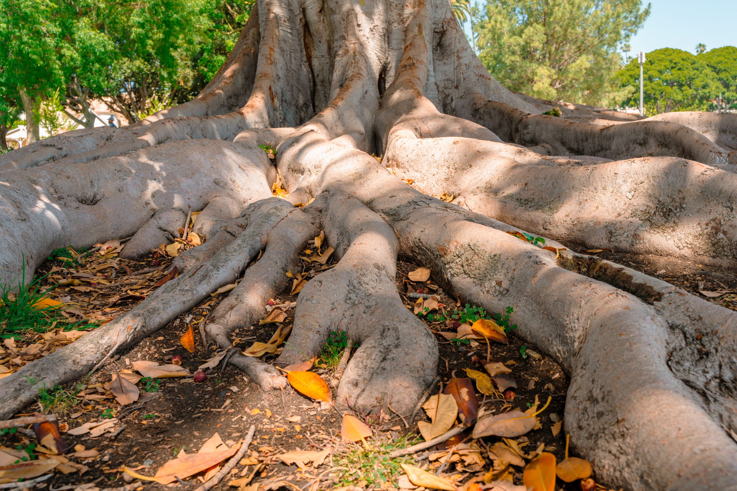 Fix Exposed Tree Roots