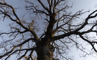 Tips for Identifying a Hazardous Tree