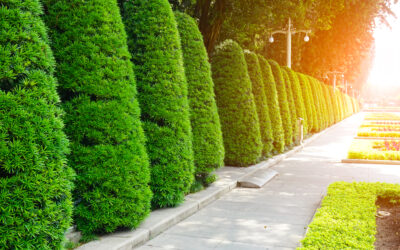 Benefits of Commercial Landscaping
