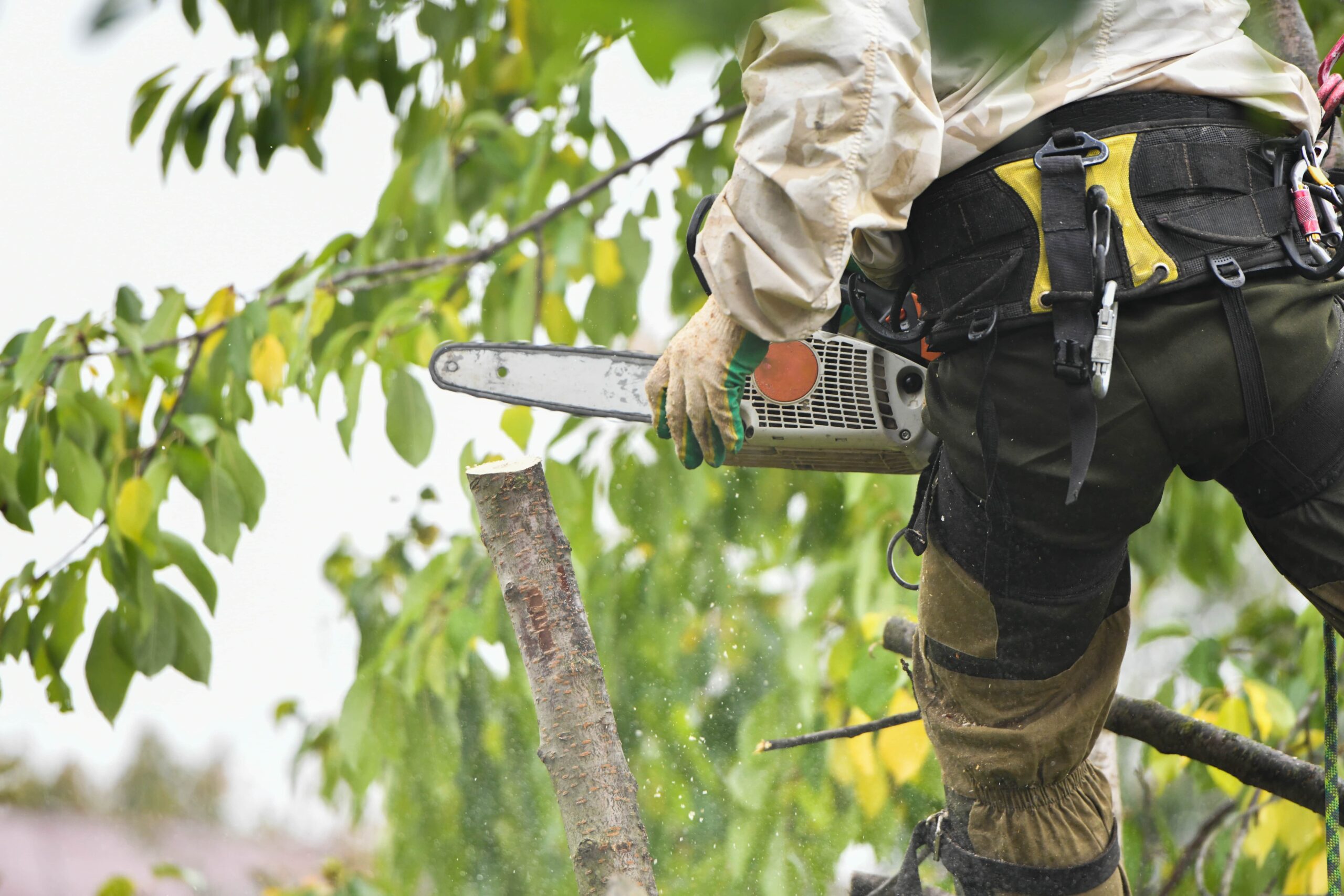 How does pruning help the growth of trees