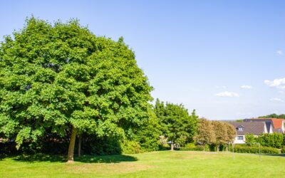 5 Fastest Growing Trees for Your Yard