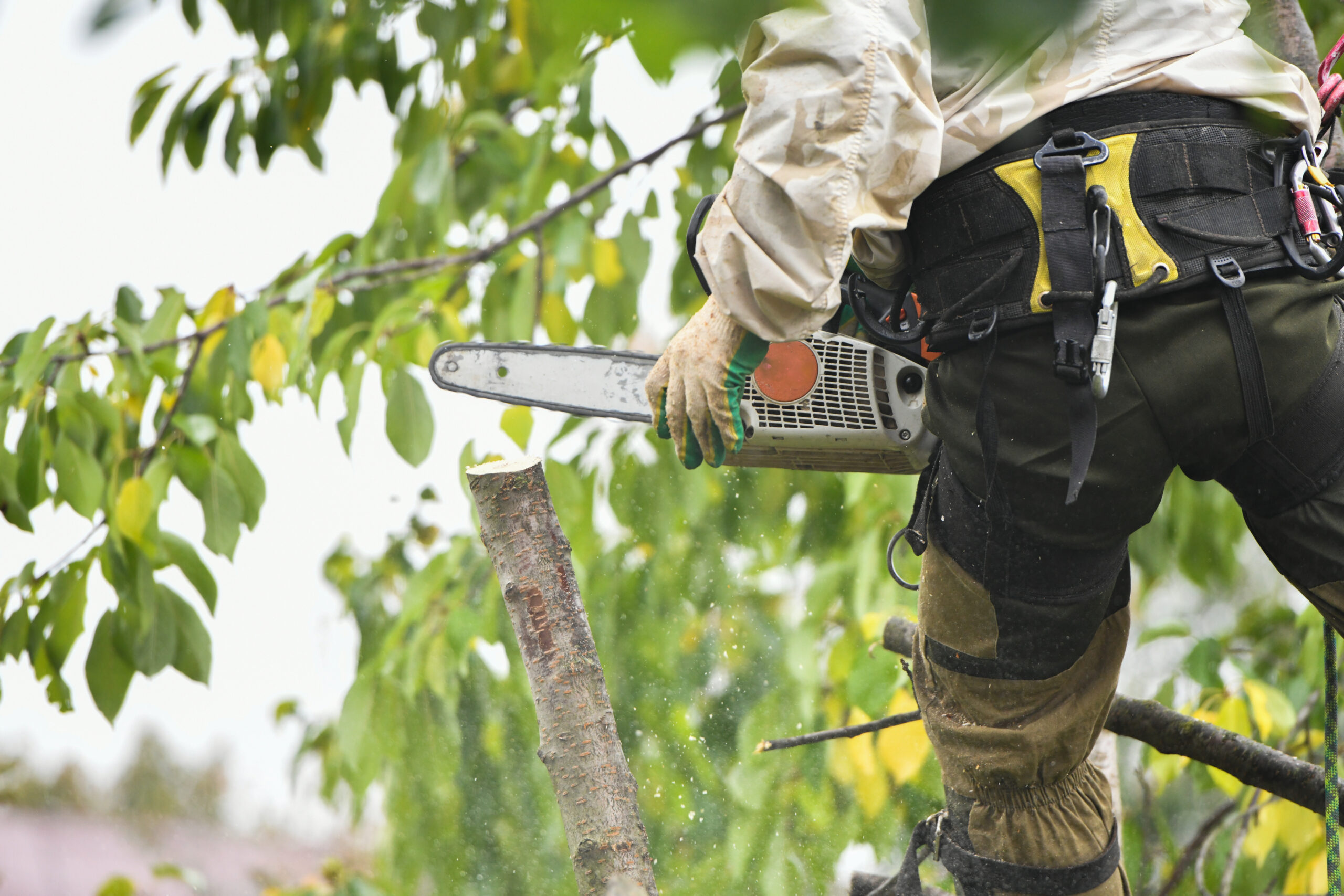 Tree Services in Clarksburg, MD<br />
