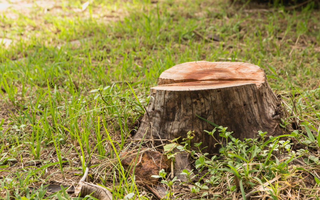 Why You Shouldn’t Leave a Tree Stump in the Ground