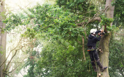 What to Look for When Choosing an Arborist