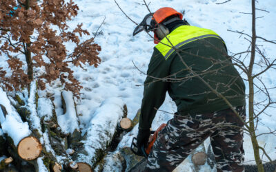 Emergency Tree Services in Winter: How to Handle Storm Damage and Fallen Trees