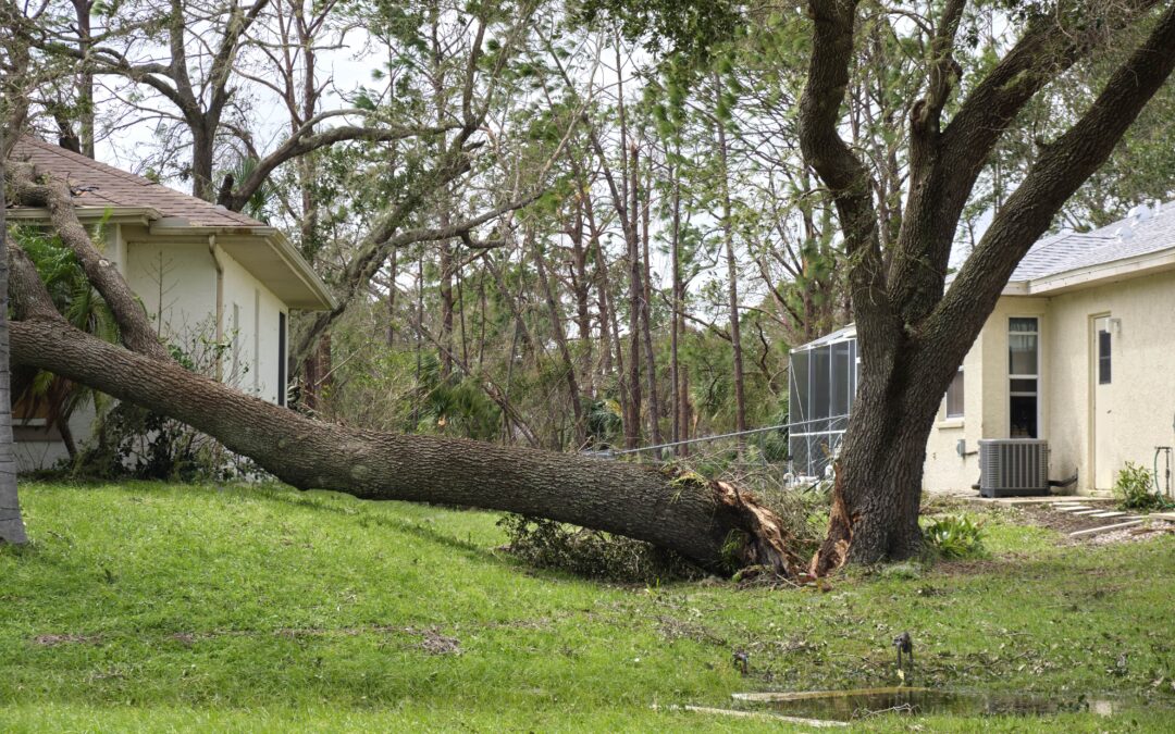 Overgrown trees and property damage: Mitigating Risks through Pruning