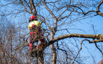 Benefits of Professional Tree Pruning: Why DIY Isn’t Always the Best Option