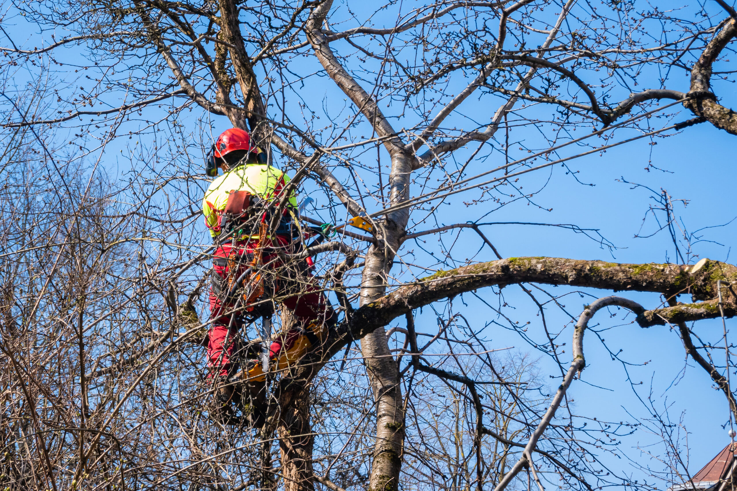 Benefits of Professional Tree Pruning