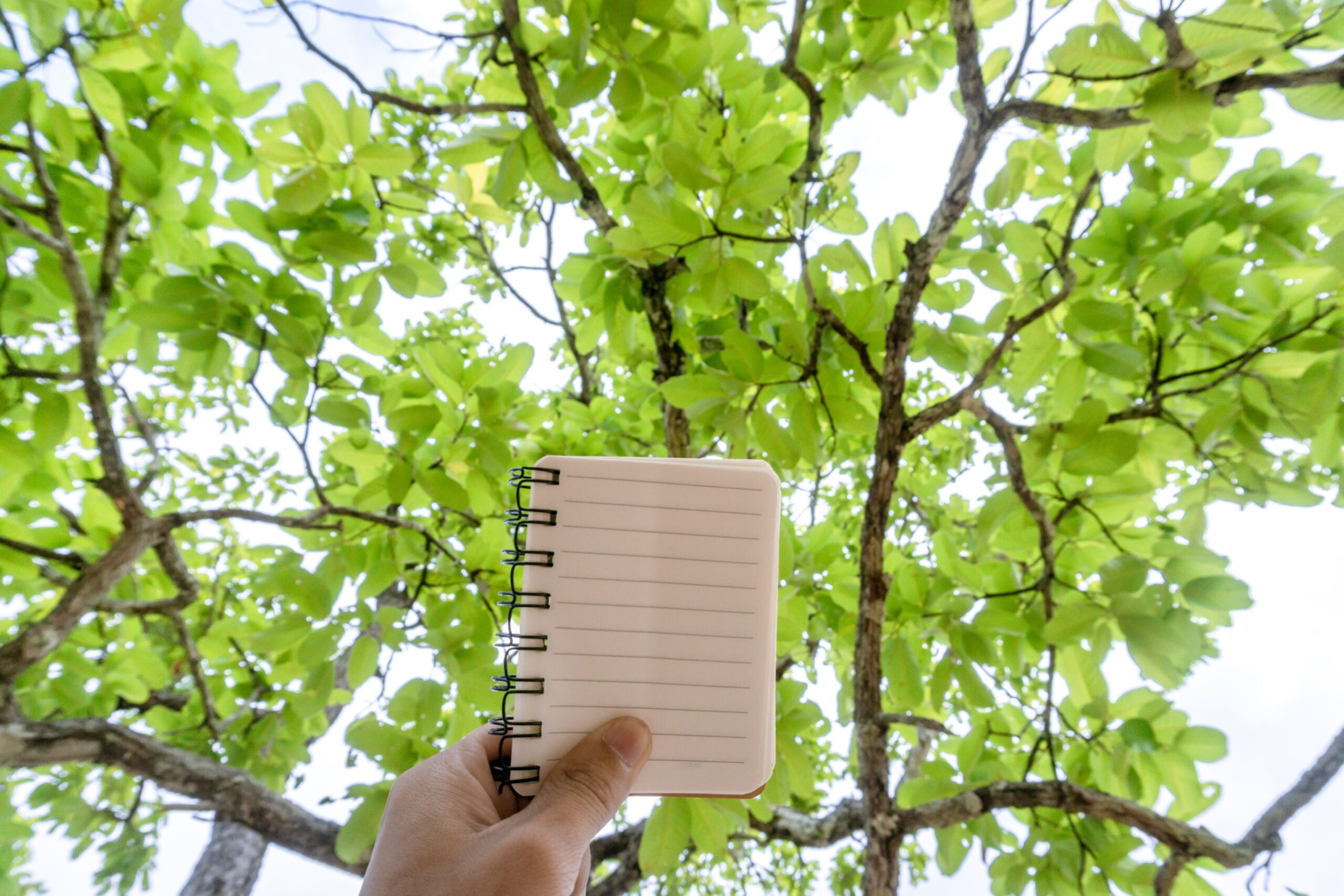 Seasonal Tree Care Calendar Your Year-Round Guide to Maintaining Healthy Trees