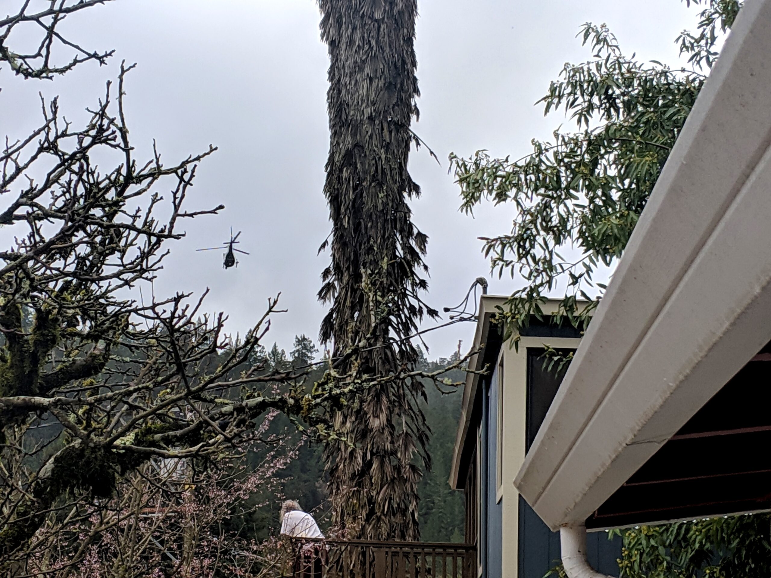 Managing Invasive Tree Species