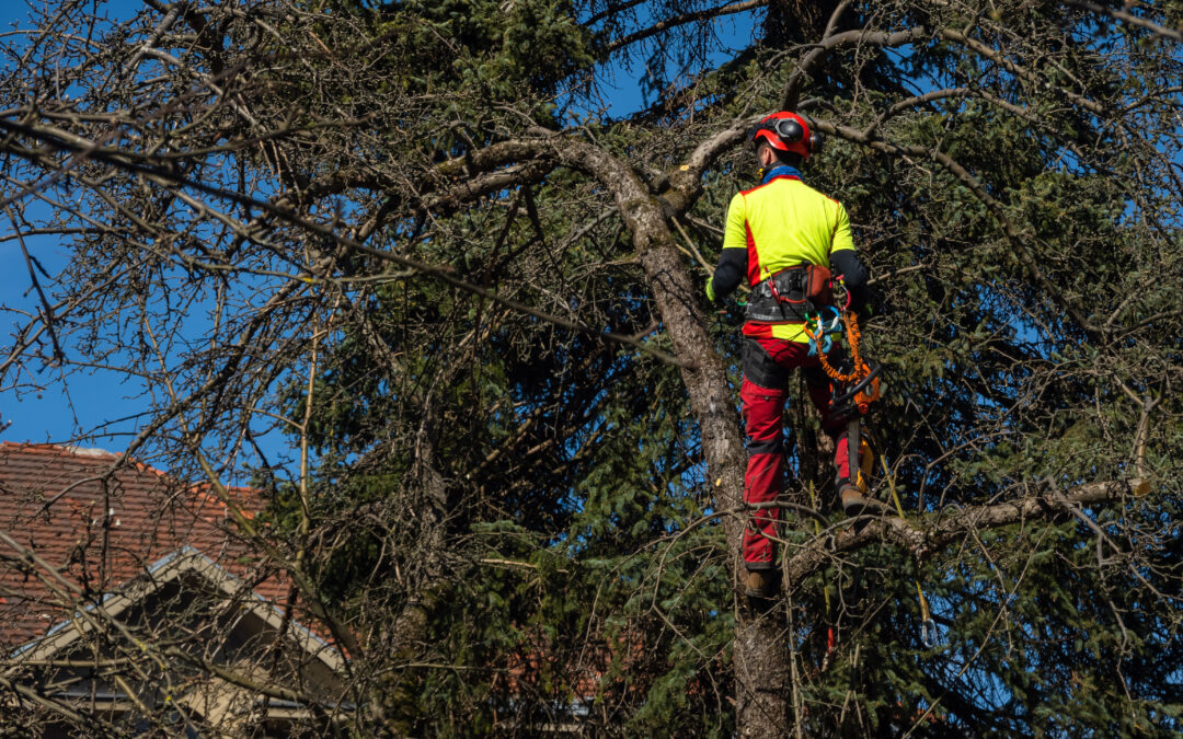 Why Over-Trimming Can Harm Your Trees and How to Avoid It