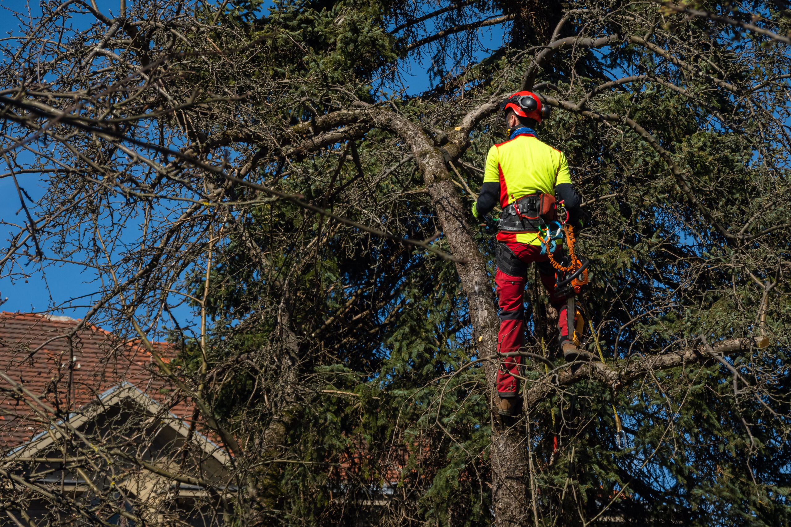 Why Over-Trimming Can Harm Your Trees and How to Avoid It