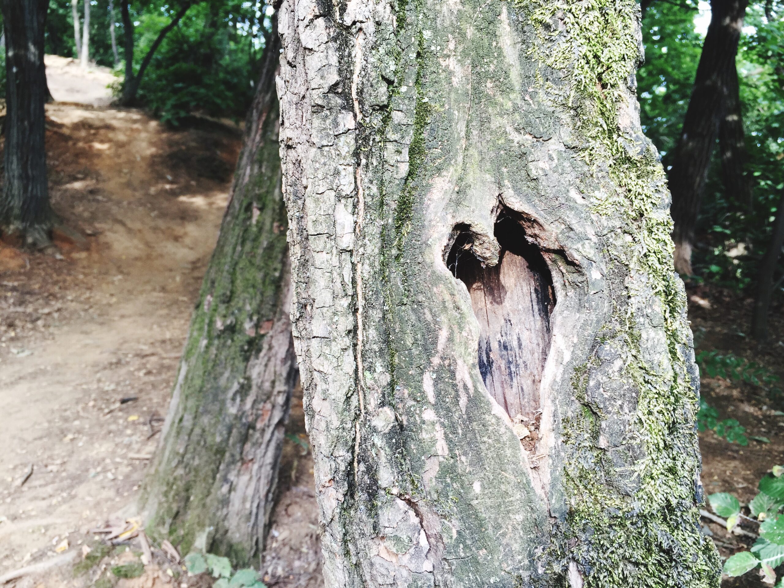 How to Spot a Hollow Tree That Could Fall on Your Property