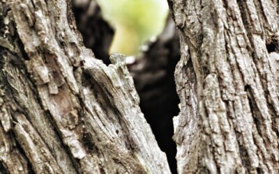 What to Do When a Tree Splits Down the Middle