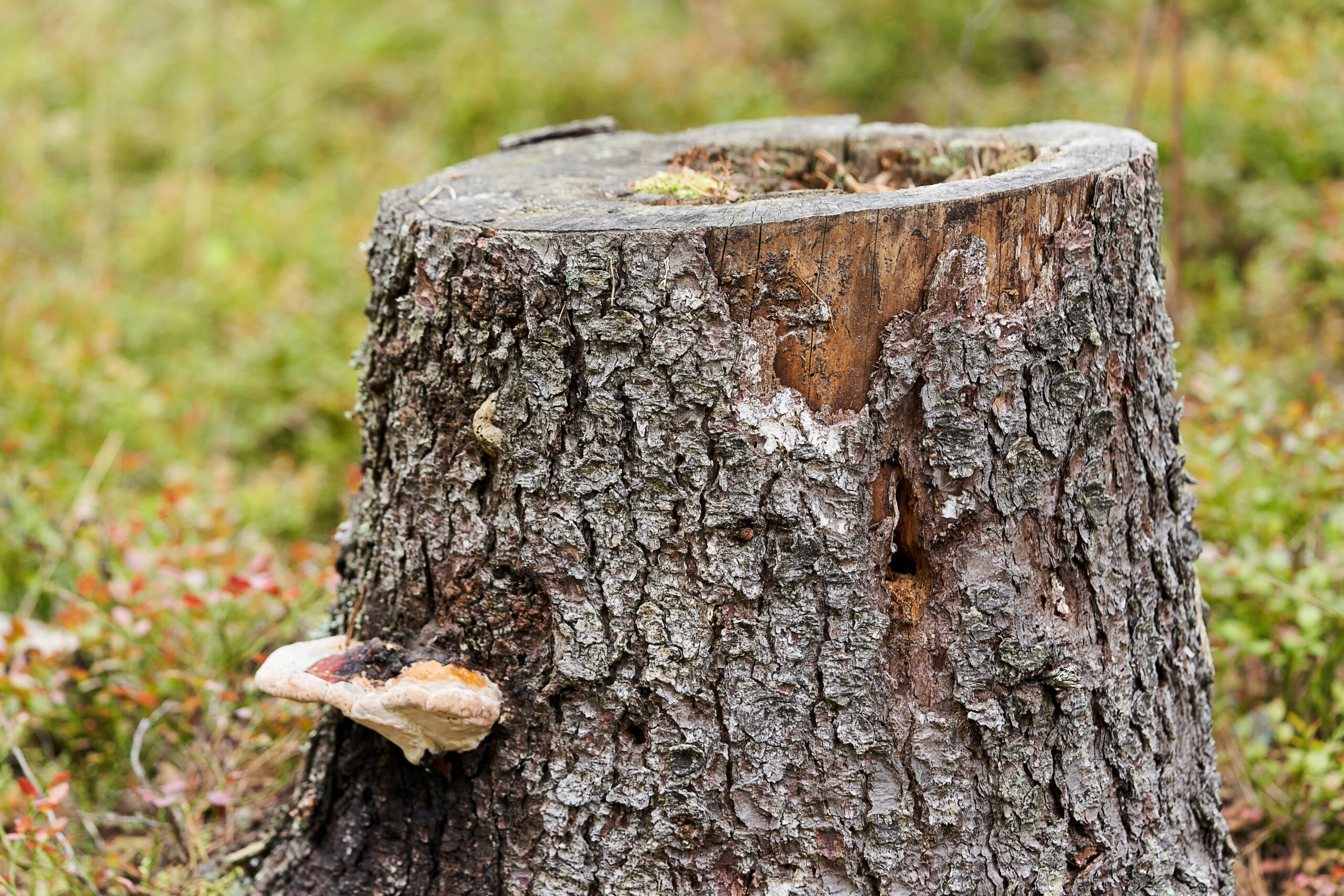 How Much Does Stump Grinding Cost in 2025