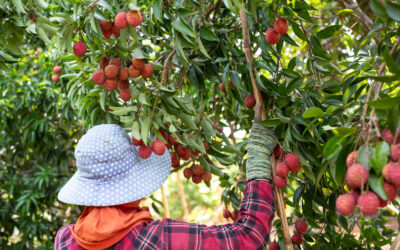 How to Prune Fruit Trees Properly