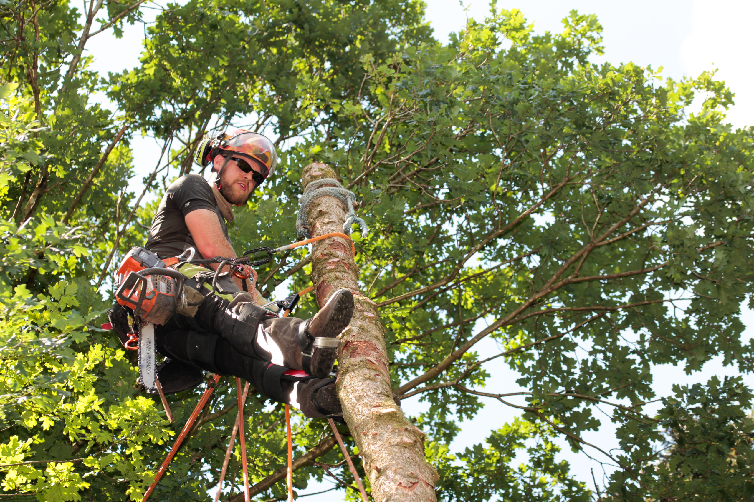 Practical Insights on Tree Maintenance: Top 5 Trees That Need Regular ...